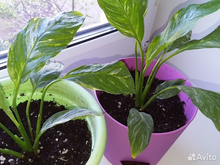 Спатифиллум домино