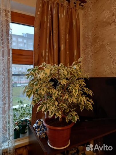 Фикус бенджамина Starlight