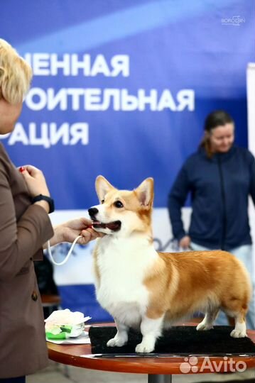 Вельш-корги пемброк щенки