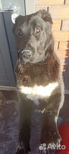 Алабай чистокровный, породистый