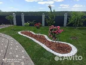 Кора сибирской листвиници