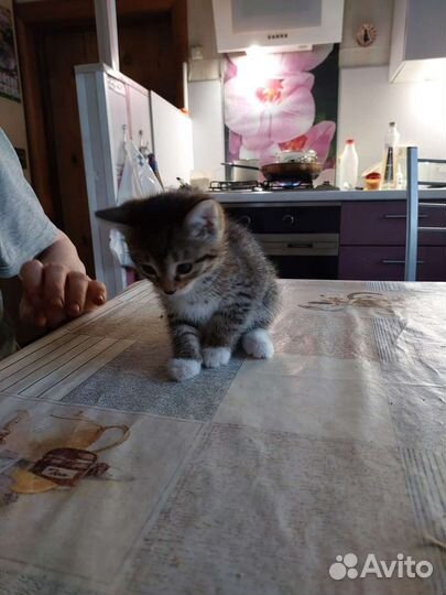 Котенок бесплатно мальчик