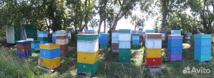 Улей пасека пчёлы семьи