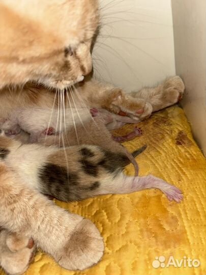 Котята бесплатно