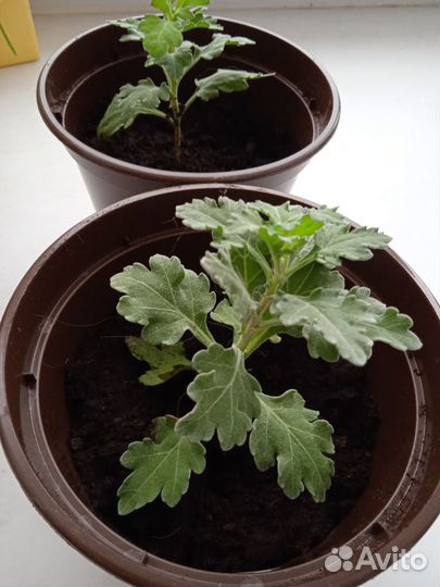 Хризантема желтая