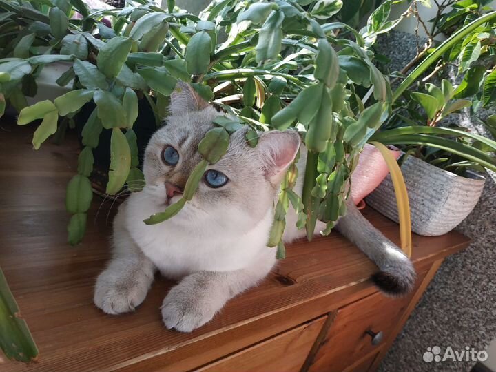 Передержка кошечек/котиков в домашних условиях