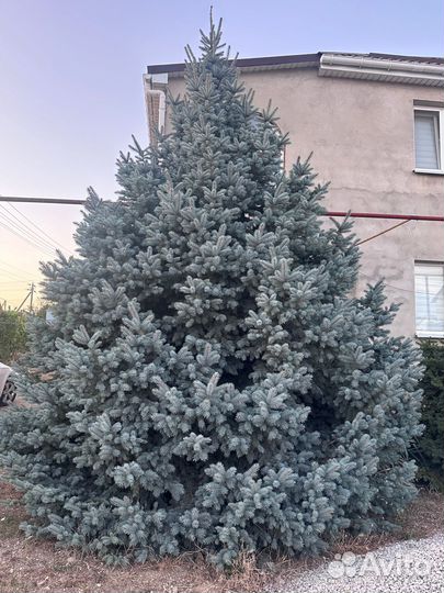 Ель голубая