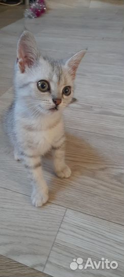 Отдам в добрые руки