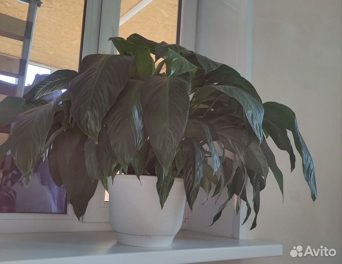 Спатифиллум