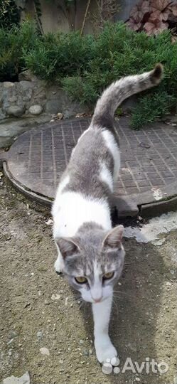 Кошка-охотница
