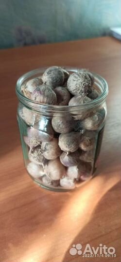 Однозубка чеснока Добрыня