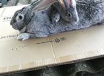 Кролики Фландр обмен на аккумуляторную ушм