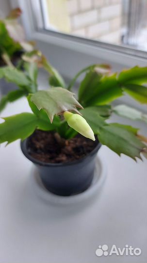 Декабрист шлюмбергера белый и розовый