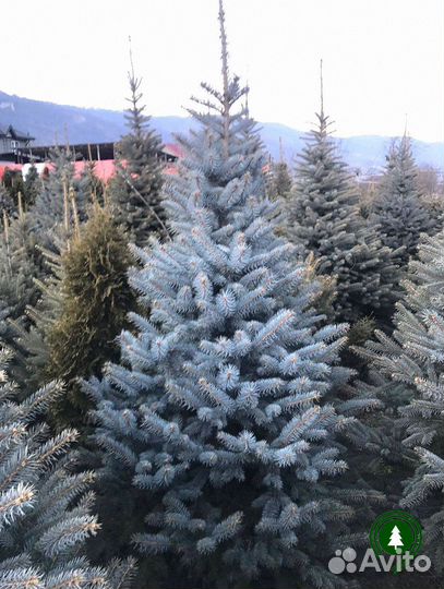 Голубая ель для дачи. Питомник