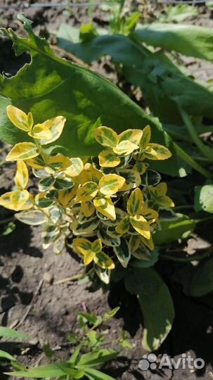 Бересклет в ассортименте