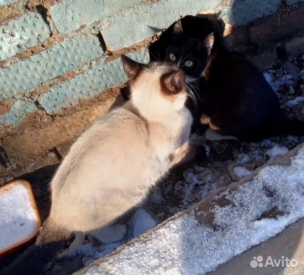 Котята в добрые руки