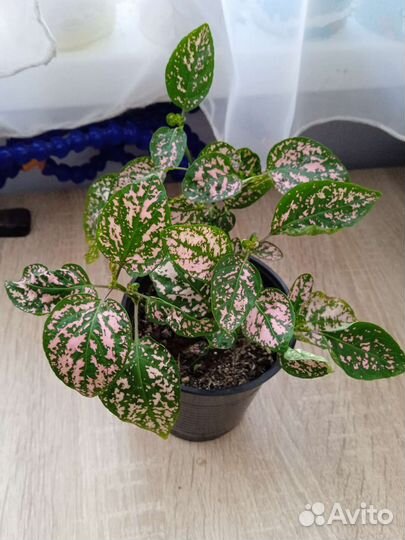 Комнатные растения