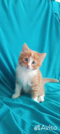 Рыжий котенок мальчик бесплатно
