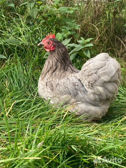 Куры несушки