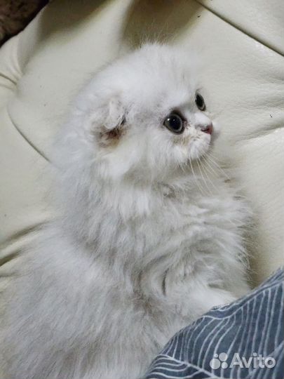 Британская длинношерстная шиншилла