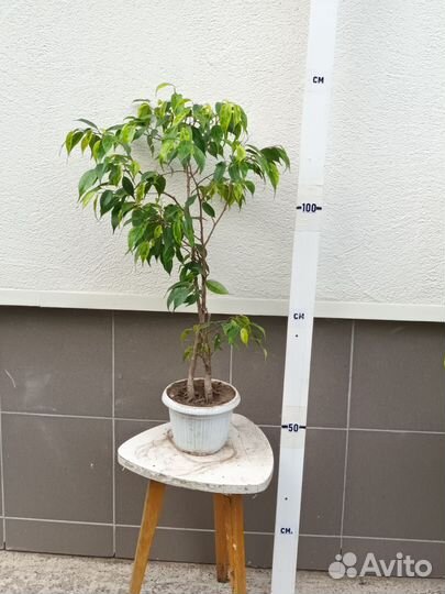 Комнатные домашние растения