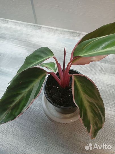 Строманта триколор