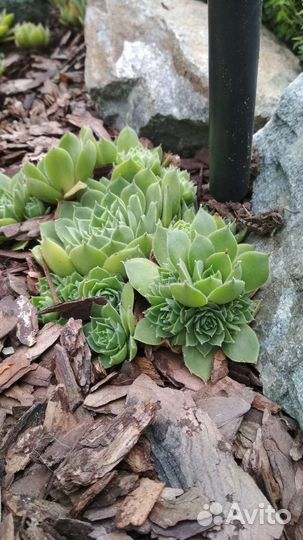 Суккуленты для сада