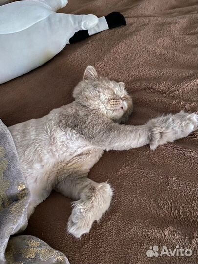 Кошка