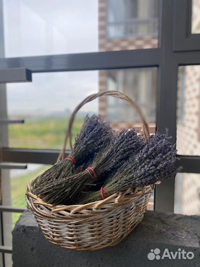 Лаванда сухоцвет