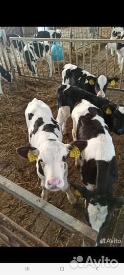 Бычки и Тёлки