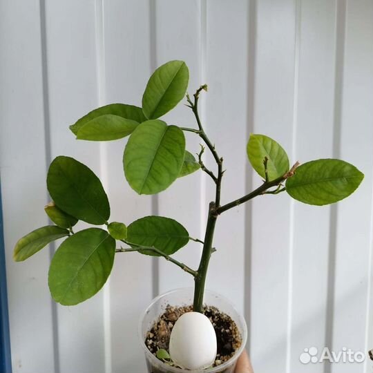 Цитрусы вариегатный лимон и другие