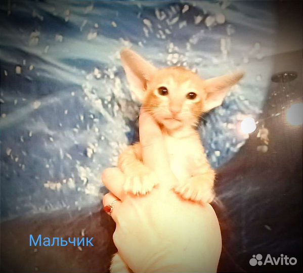 Ориентальная