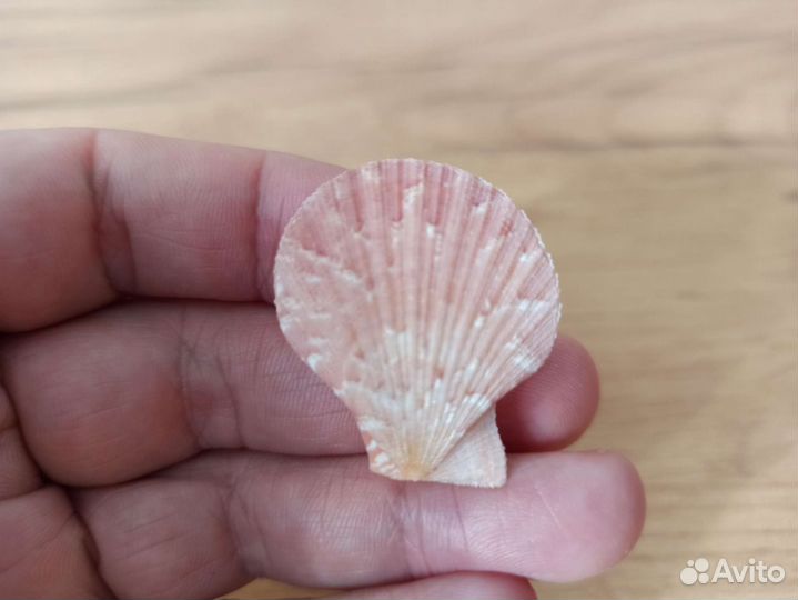 Морская раковина