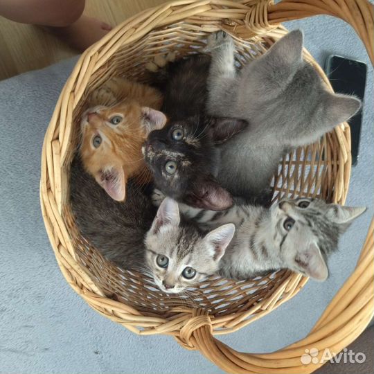 Отдам котят