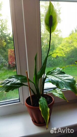 Спатифиллум