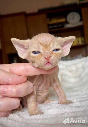 Котята девон-рекс