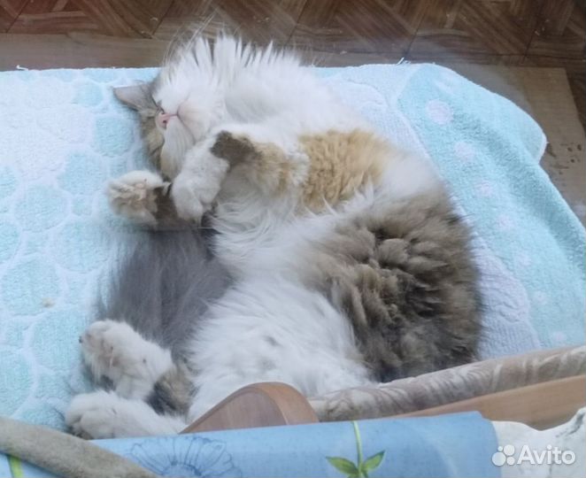 Кошки в добрые руки