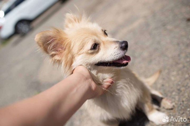 Собака. Зимка малышка. Ставрополь. в добрые руки