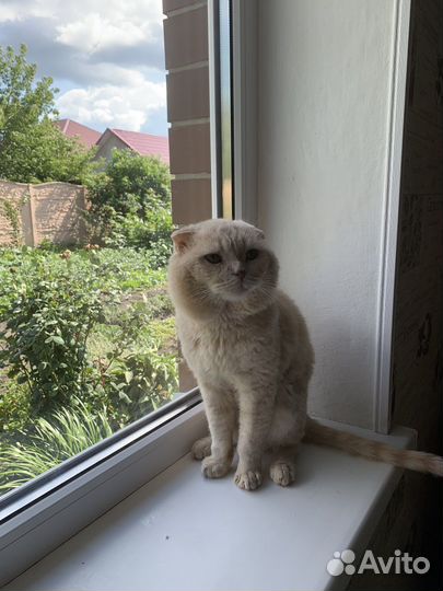 Шотландский кот вязка