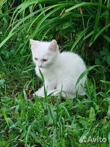 Котик в добрые руки