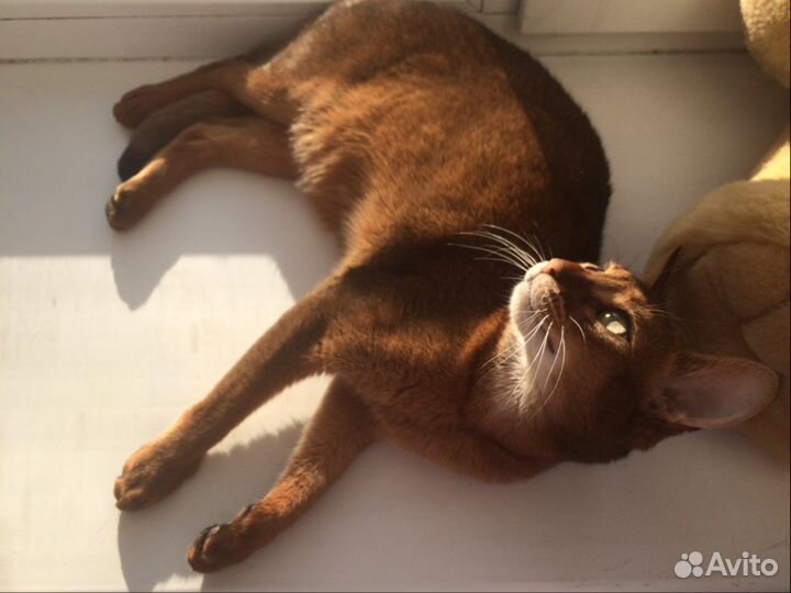 Зооняня передержка кота/кошки/собаки мелких пород