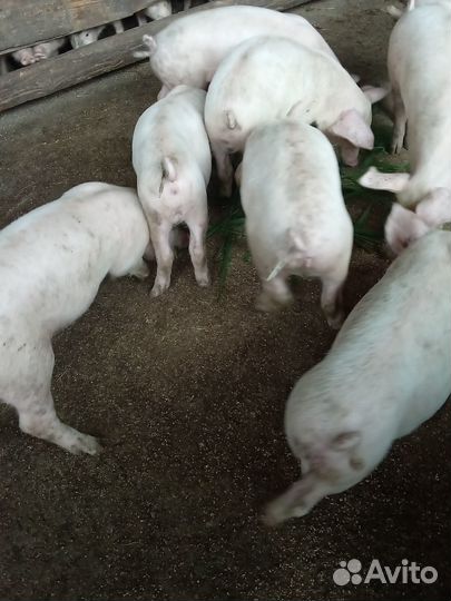 Поросята