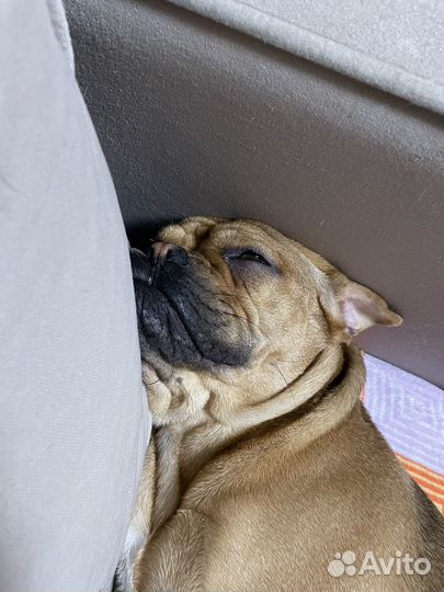 Продам кобеля