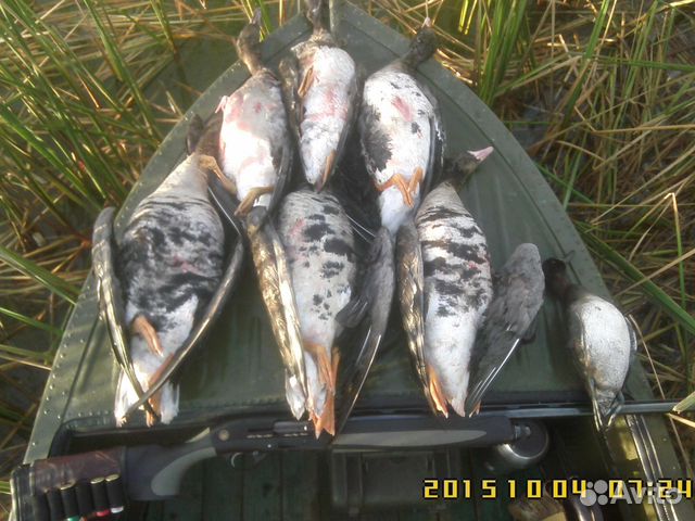 Осенняя охота на озере Неро в Ярославской области