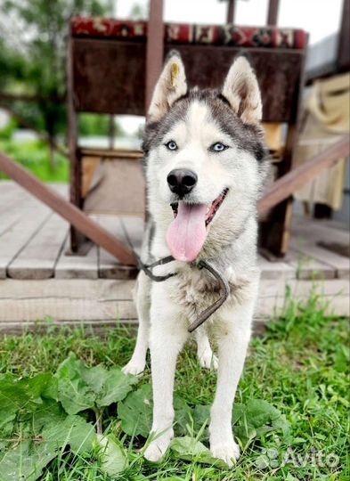 Собачка в добрые руки