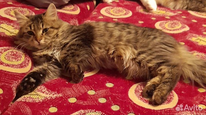 Кошечка Барни