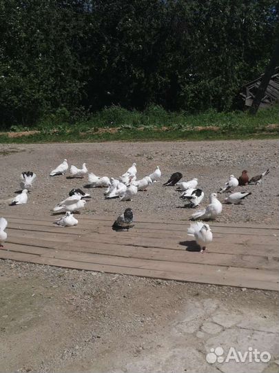 Голуби домашние