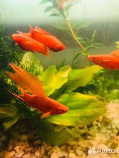 Флаговый меченосец