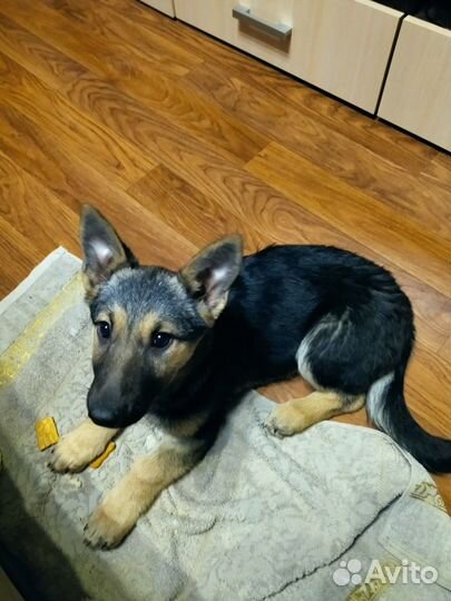 Щенки бесплатно