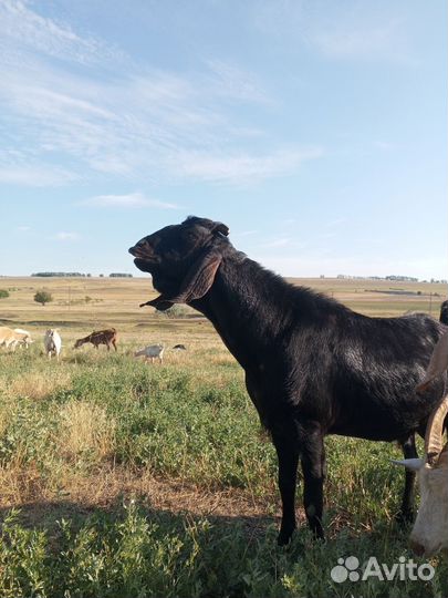 Козочки, козлики на племя и на мясо